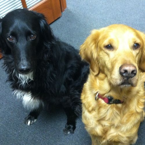 Meet Tally and Charlotte, our shop dogs and offici