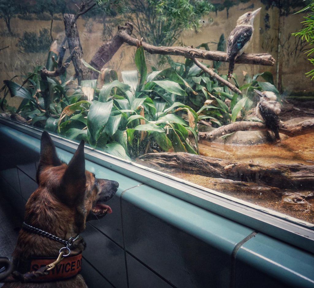 Katana at the zoo
