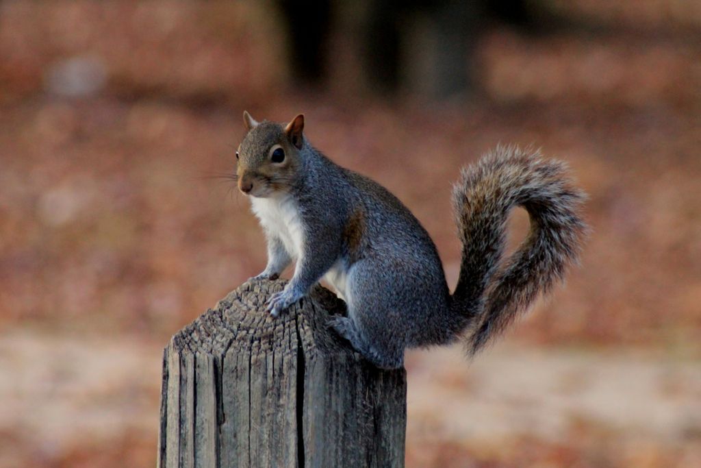 Squirrel on Post, Cooper Creek Park, Columbus, Geo