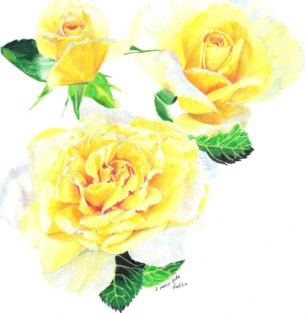 Still Life Roses Pencil Drawing