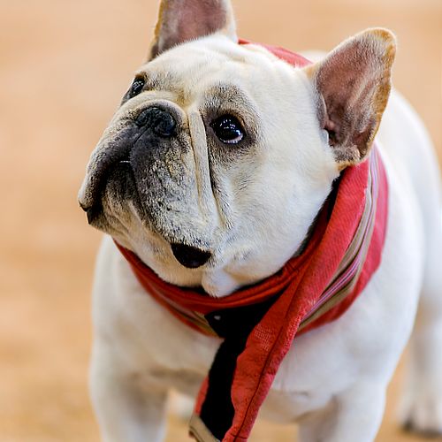 French Bulldog with Red Scarf and Personality - Da