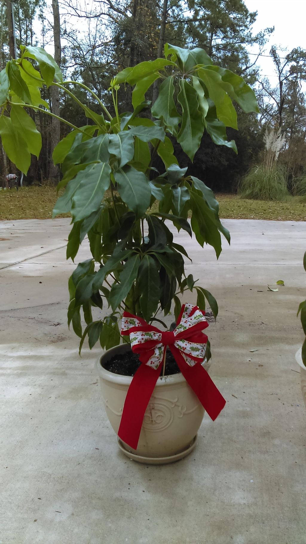 created potted plants as gift for client