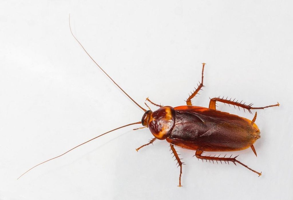 •Roaches