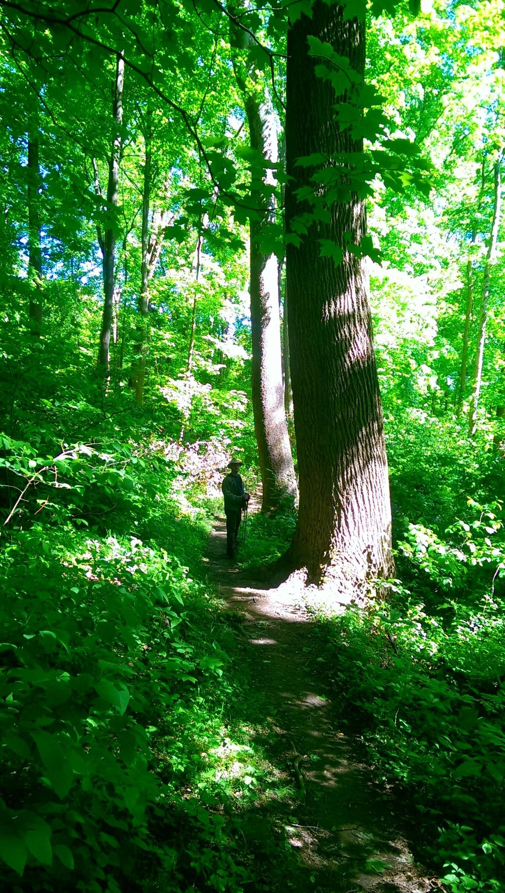 A walk in the woods for guidance and inspiration.