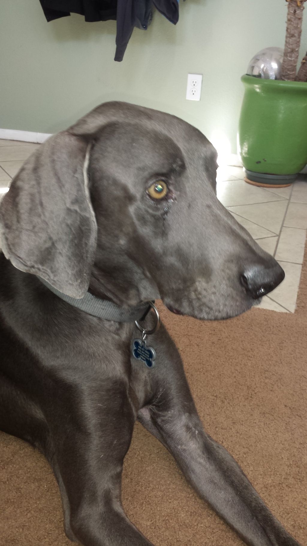 A Happy Damars Customer!