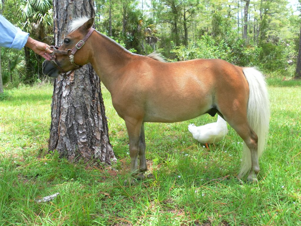 MINI HORSES