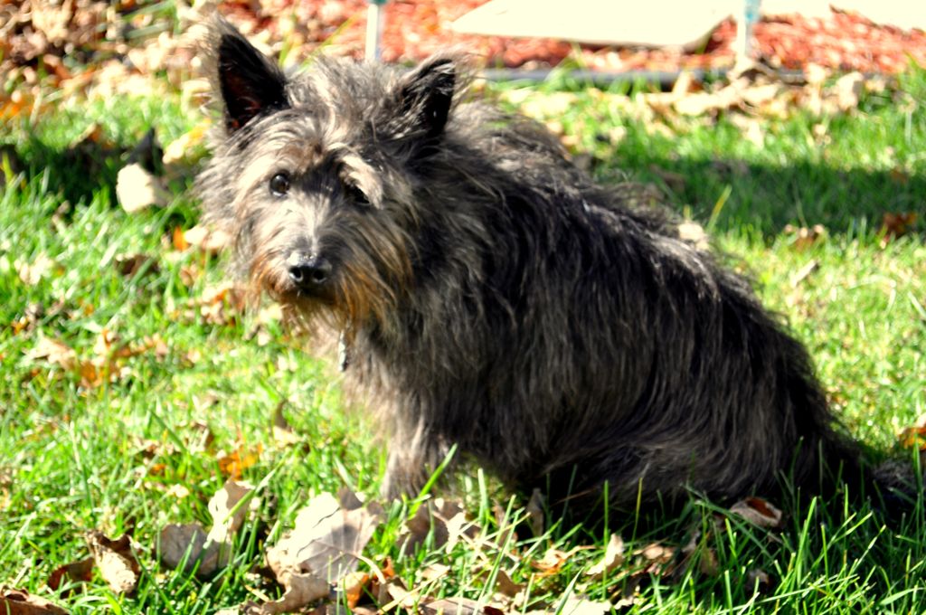 Pet Photography: Gus - October 2016