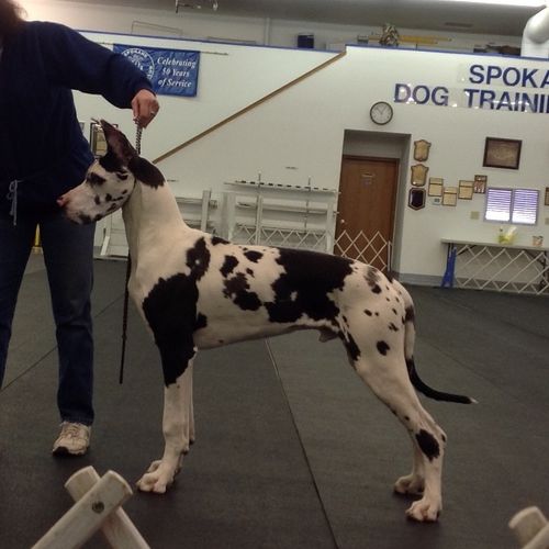 7 month old "Quinn" in training for his first show
