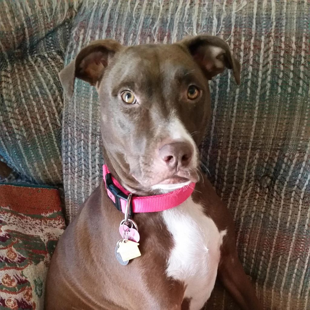 Yvonne's Pet Services