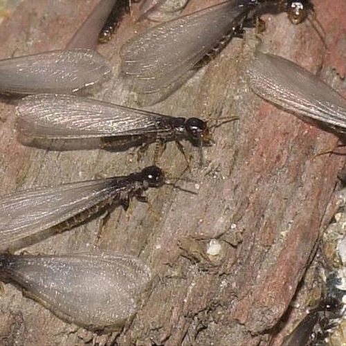 Subterranean termite services