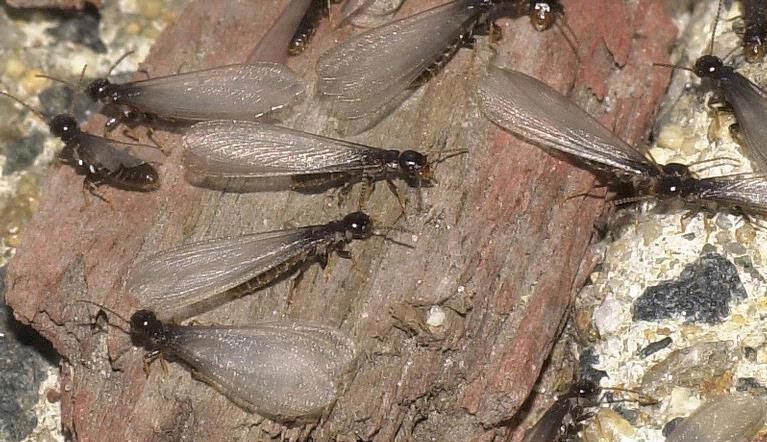 Subterranean termite services