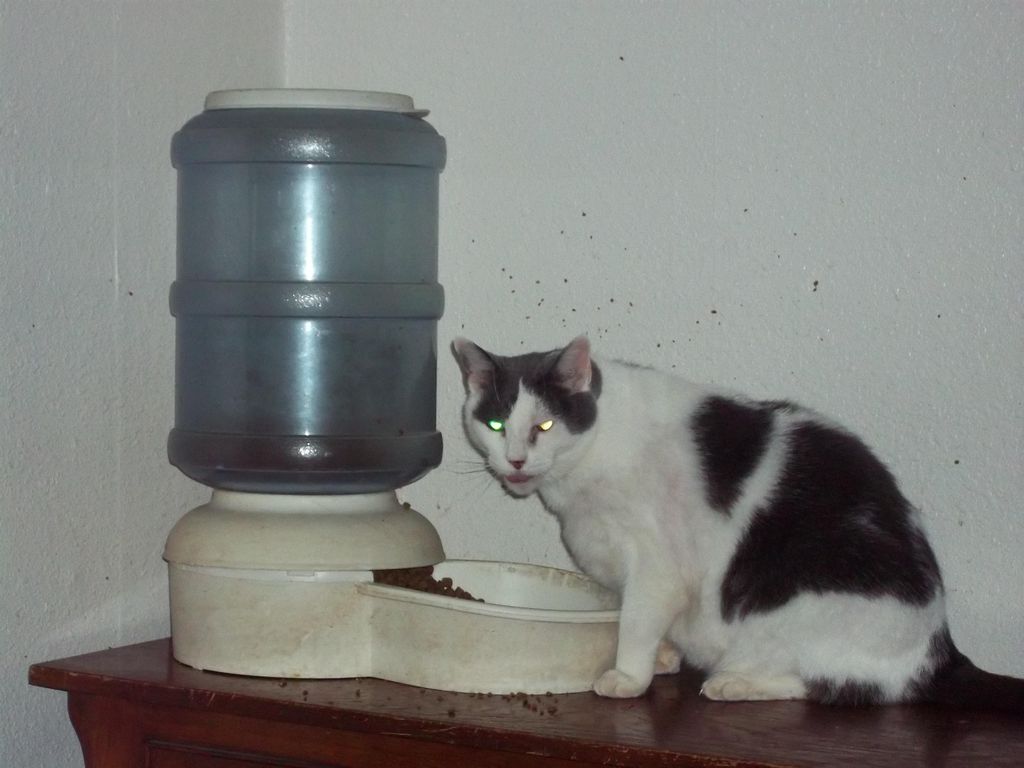 hi Im Kitty.  Im really shy, but sweet when i get 