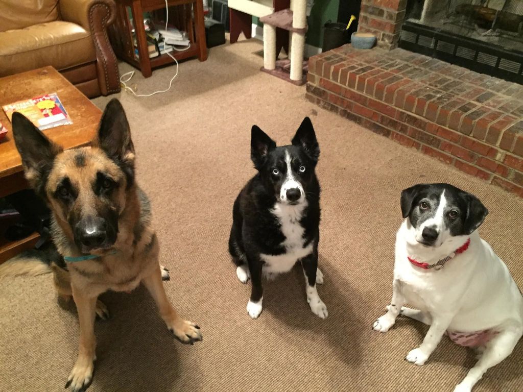 My pack holding their sit