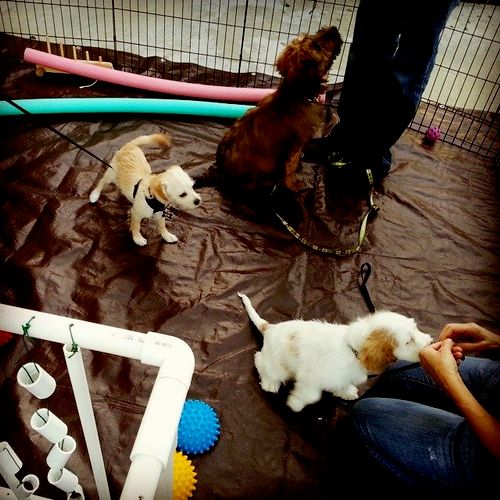 Puppy Social Hour at North Tustin Veterinary Clini