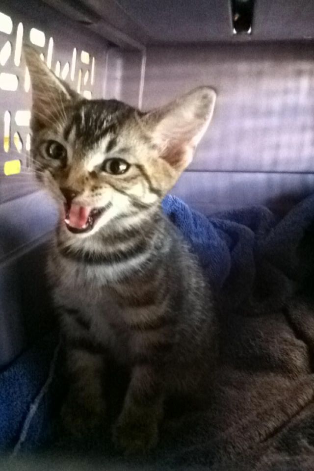 took care of this little guy for two weeks!