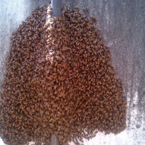 Safe honey bee removal by a licensed bee keeper.