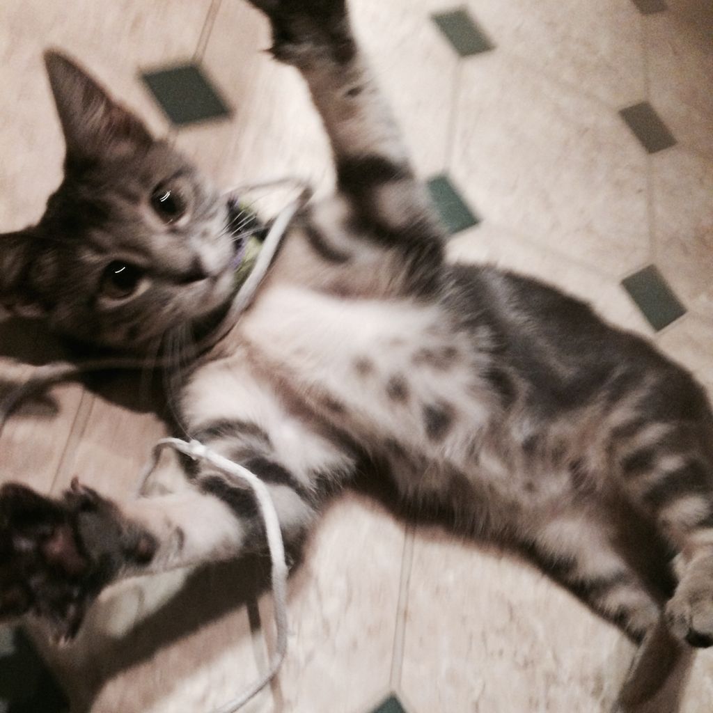 Bleu the adorable kitten.  He loves playing with t