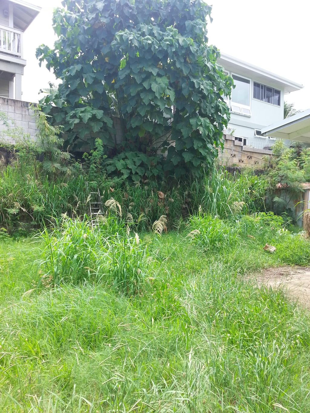 (BEFORE) Uproot, Weed Removal, Clean up & Haul Awa