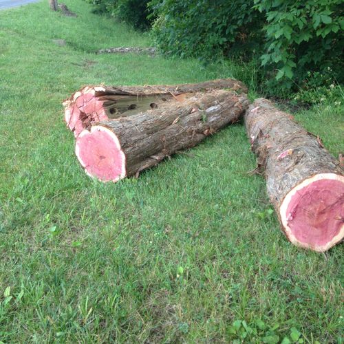 Cedar logs prior to milling