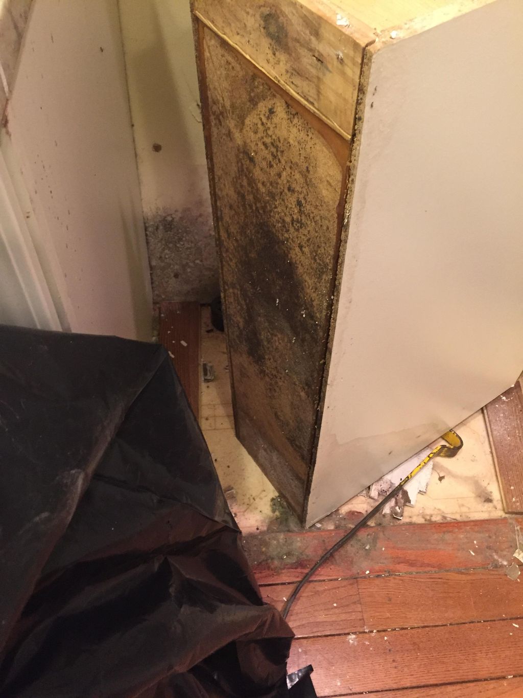 mold from sewage leak