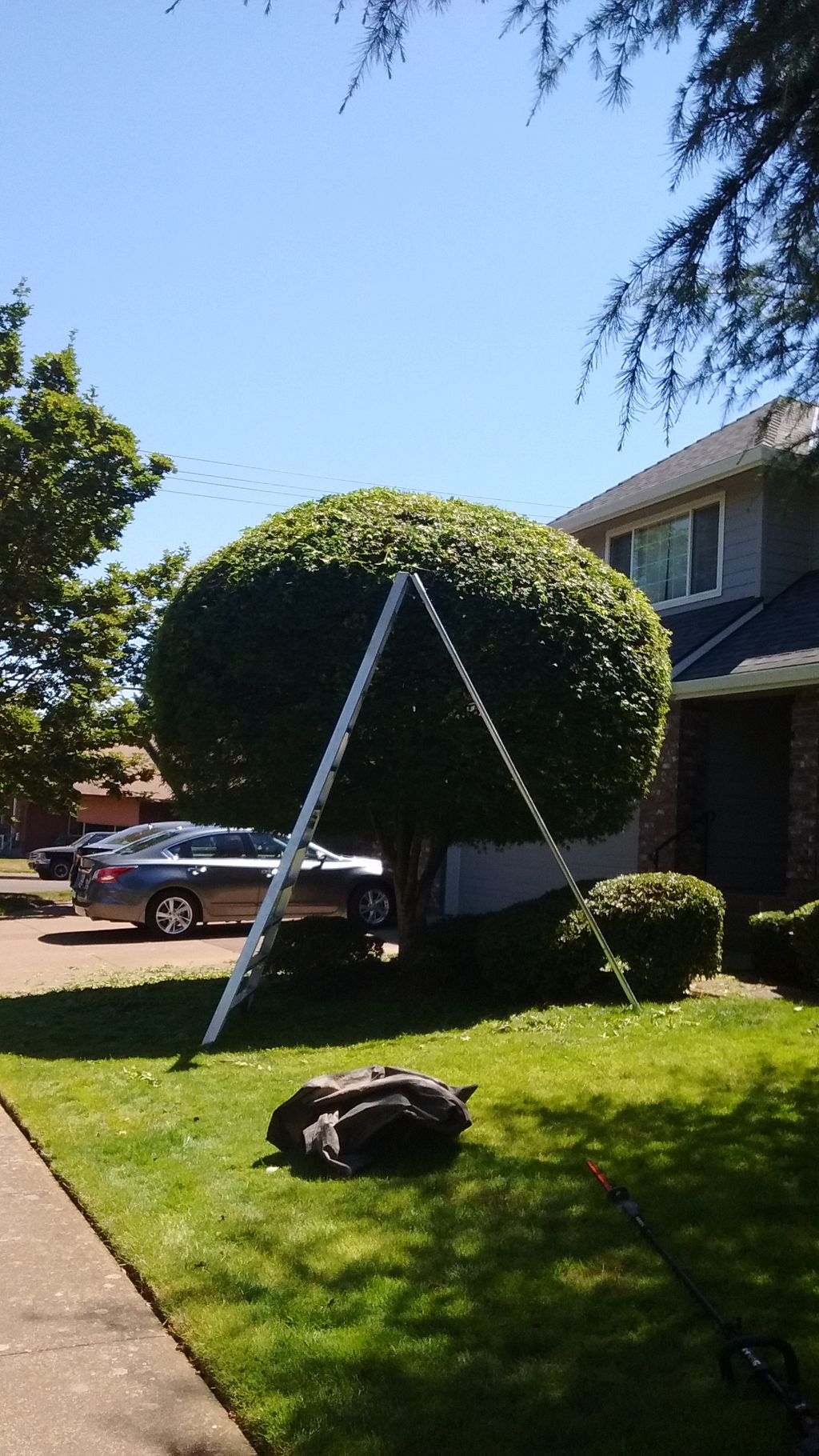 tree trimming 