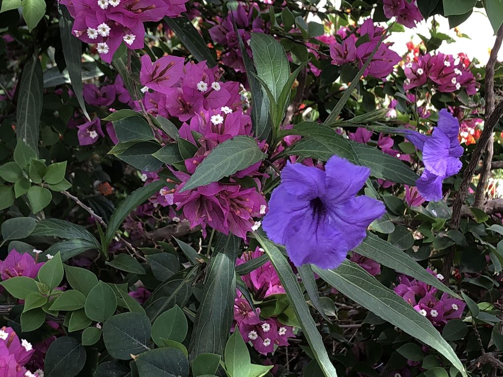 Unique plant combinations 