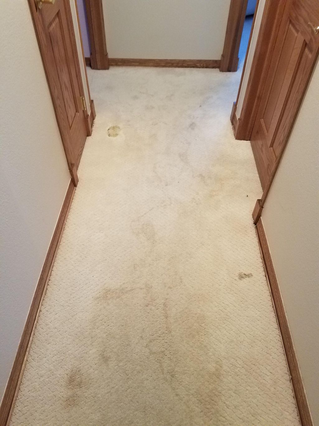 Pet stains