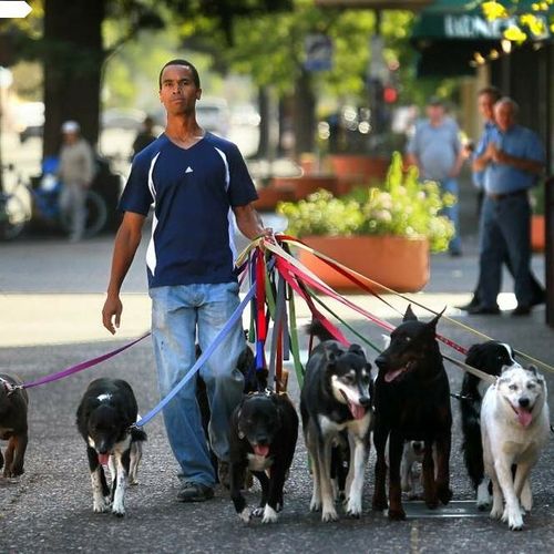 16 happy, well-behaved dogs on Fourth Street downt
