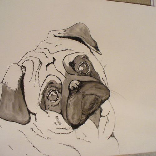 pug
pet portrait (photo for middle of process)