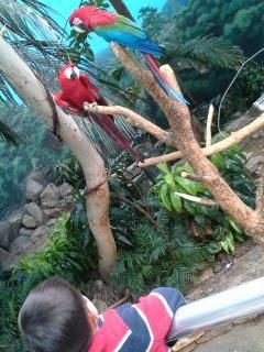 My favorite Macaw!