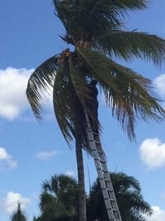 Trimming Coconut Palms