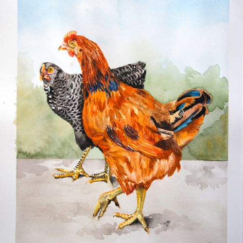 Pet Chicken Portrait Commission