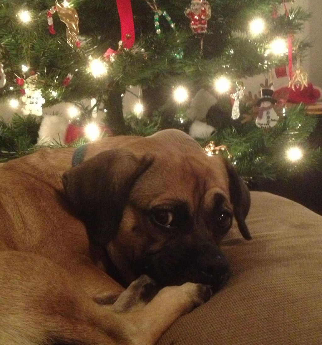 It's a dogs life during Christmas time