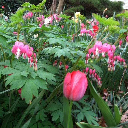 Tulips and bleeding hearts. All of these plants we