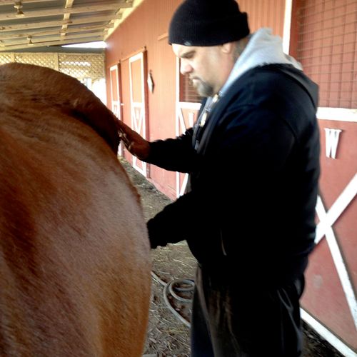 Frank giving Reiki healing to Connie the horse