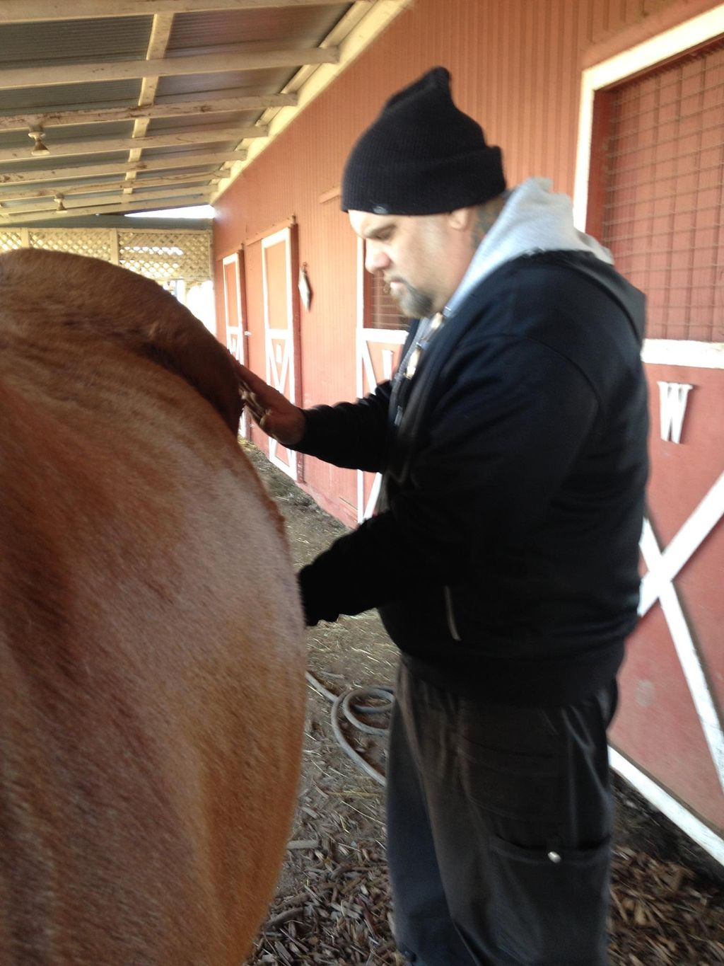 Frank giving Reiki healing to Connie the horse