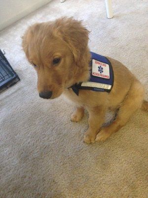 Puppy in Service Dog Training