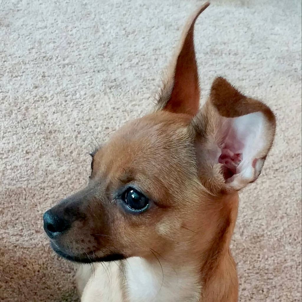 Zoey
