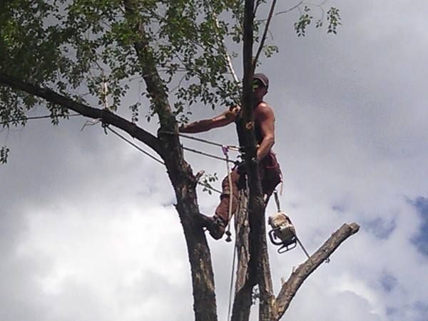 removing a Siberian elm between two homes