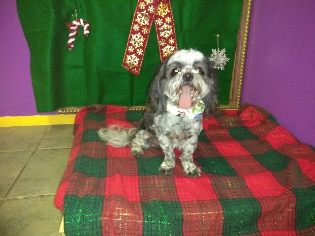 She is ready for santa!!