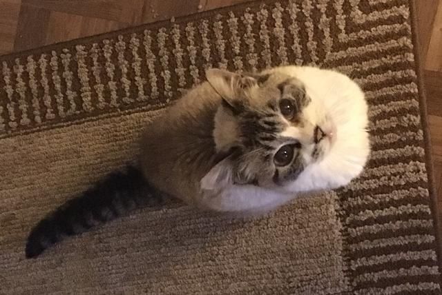Meet Bailey. I've had this little girl in my life 
