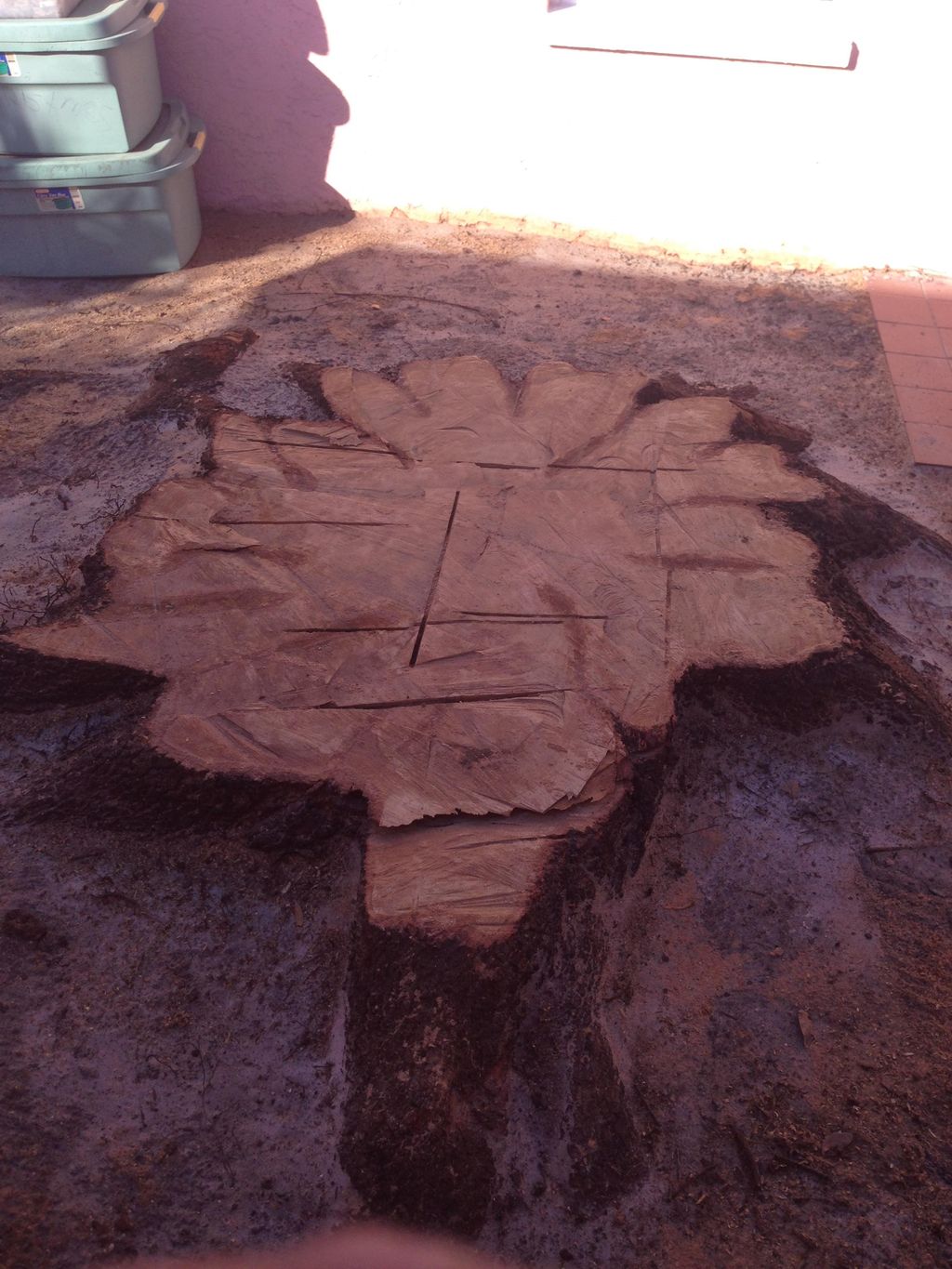 Grand live oak 5 foot wide stump