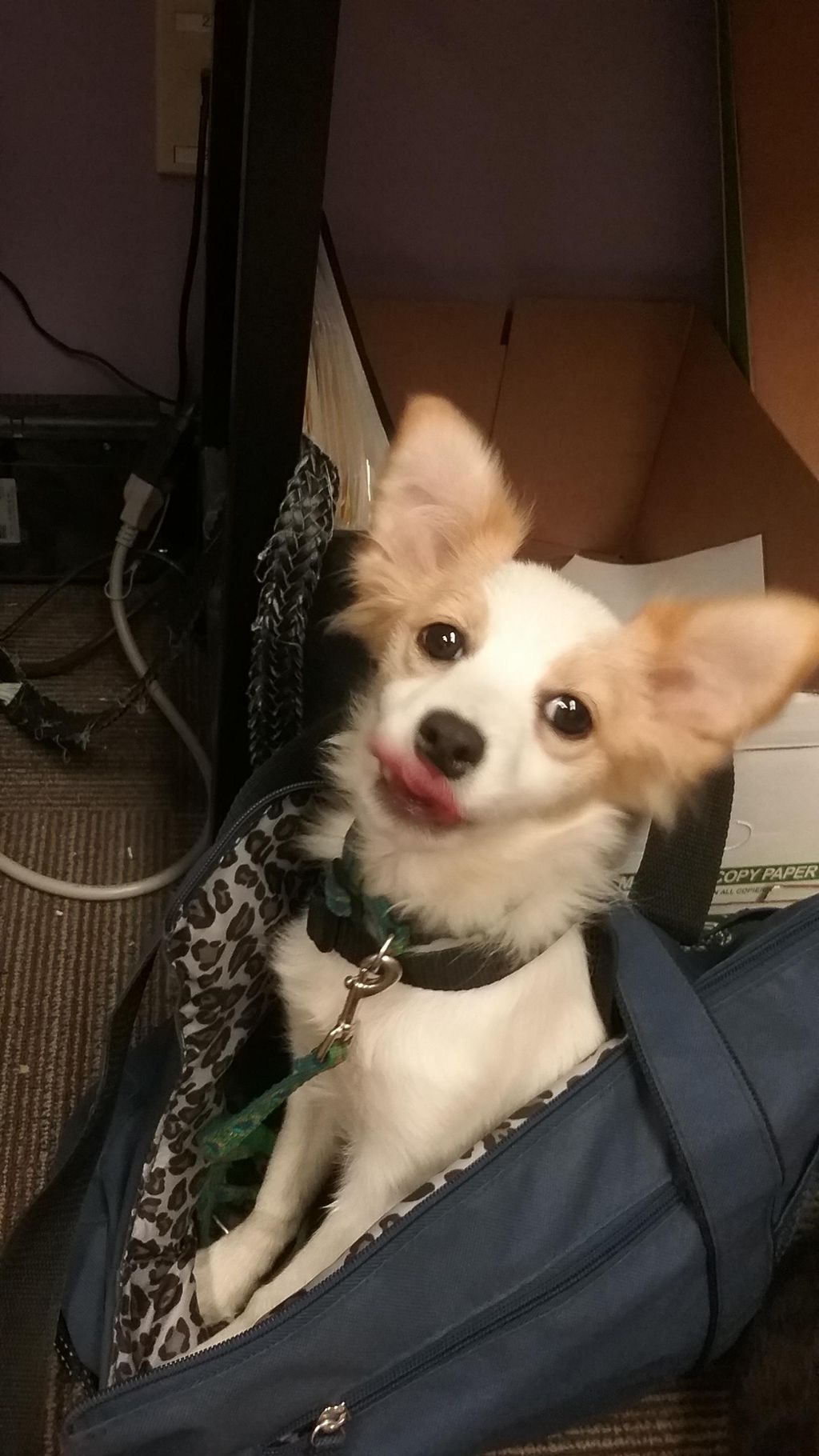 This is China Doll enjoying her day at Little Star