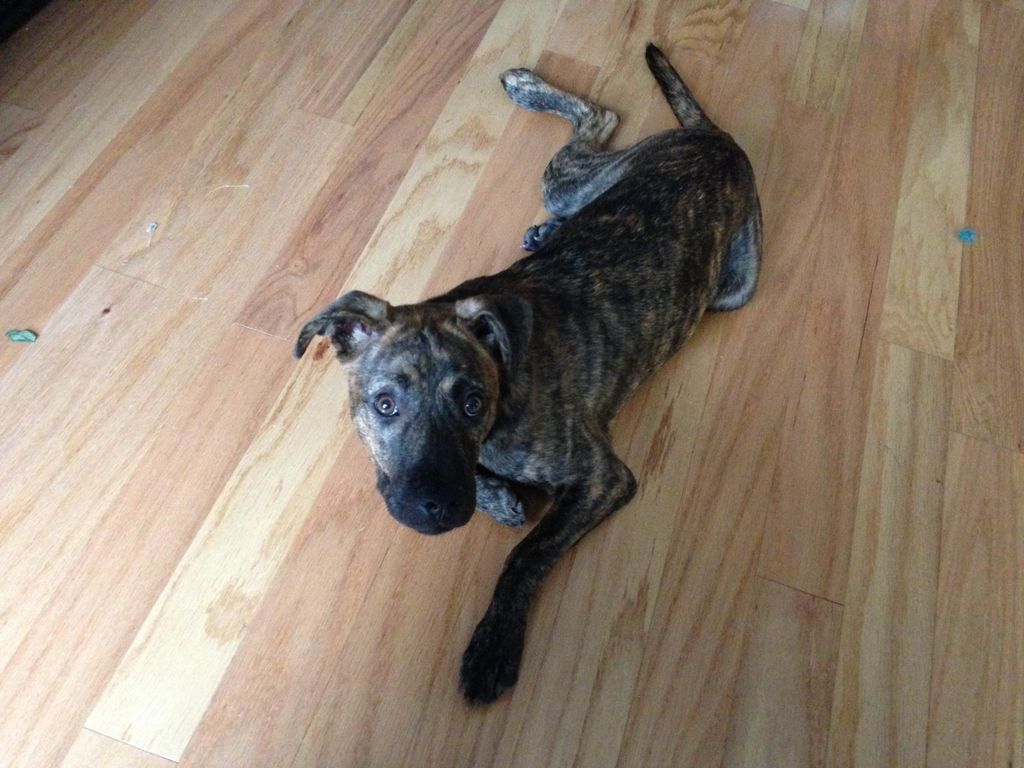 Lia (puppy training)