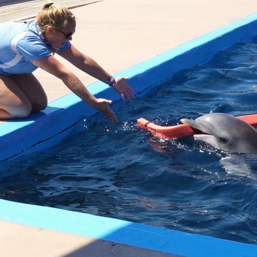 Chrissy, training an Atlantic Bottlenose Dolphin