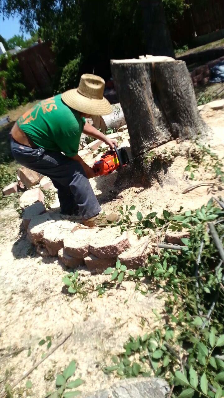 In process of removing stump