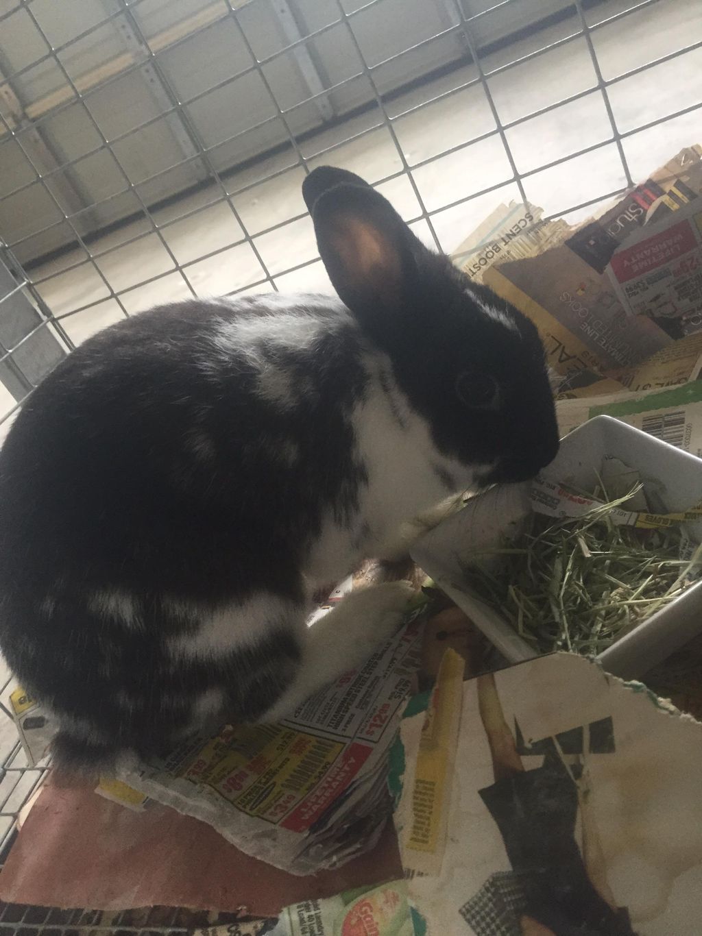 This is Bruno a feisty yet adorable little bunny, 