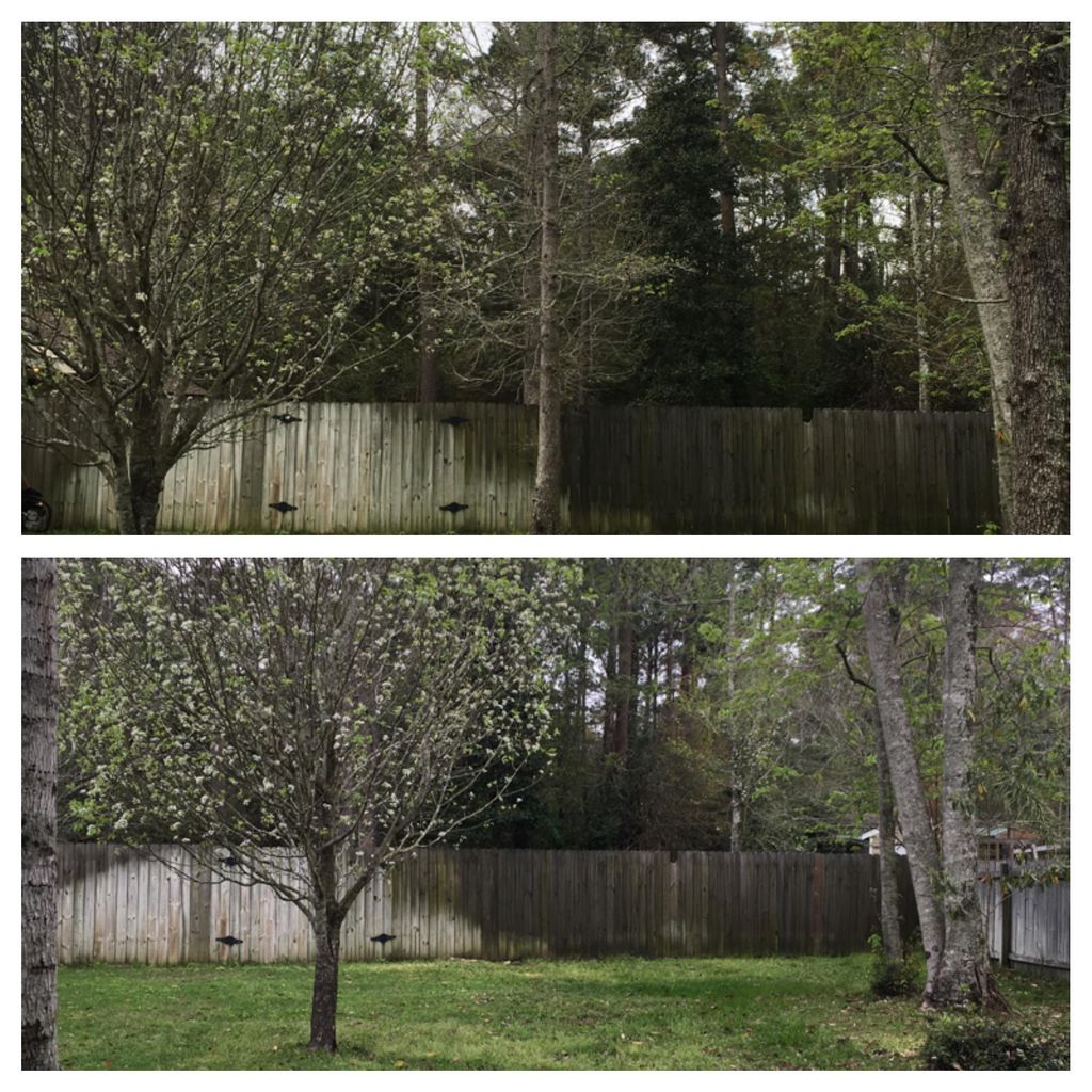 Tree Removal