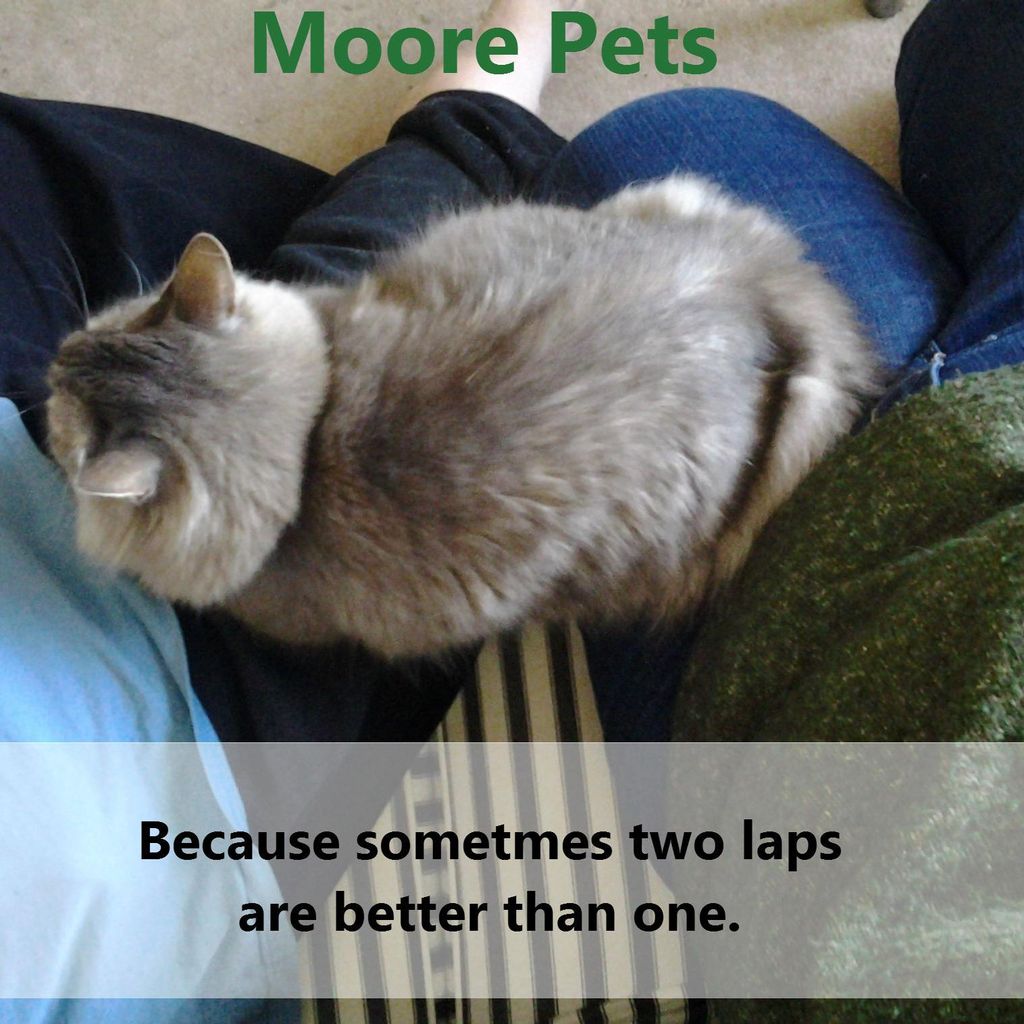 Moore Pets