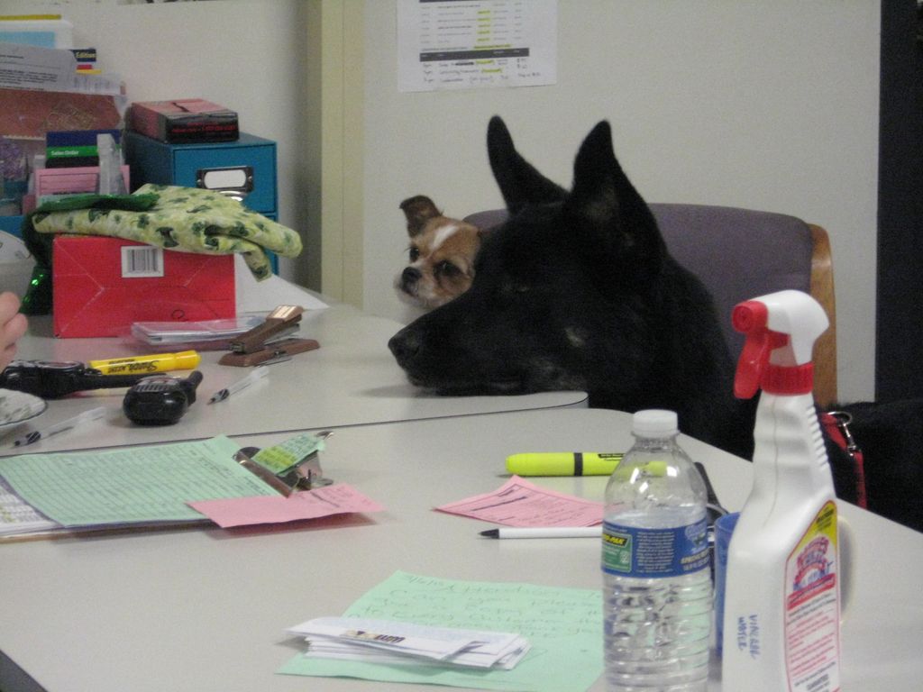 Working with young dogs to teach manors and basic 